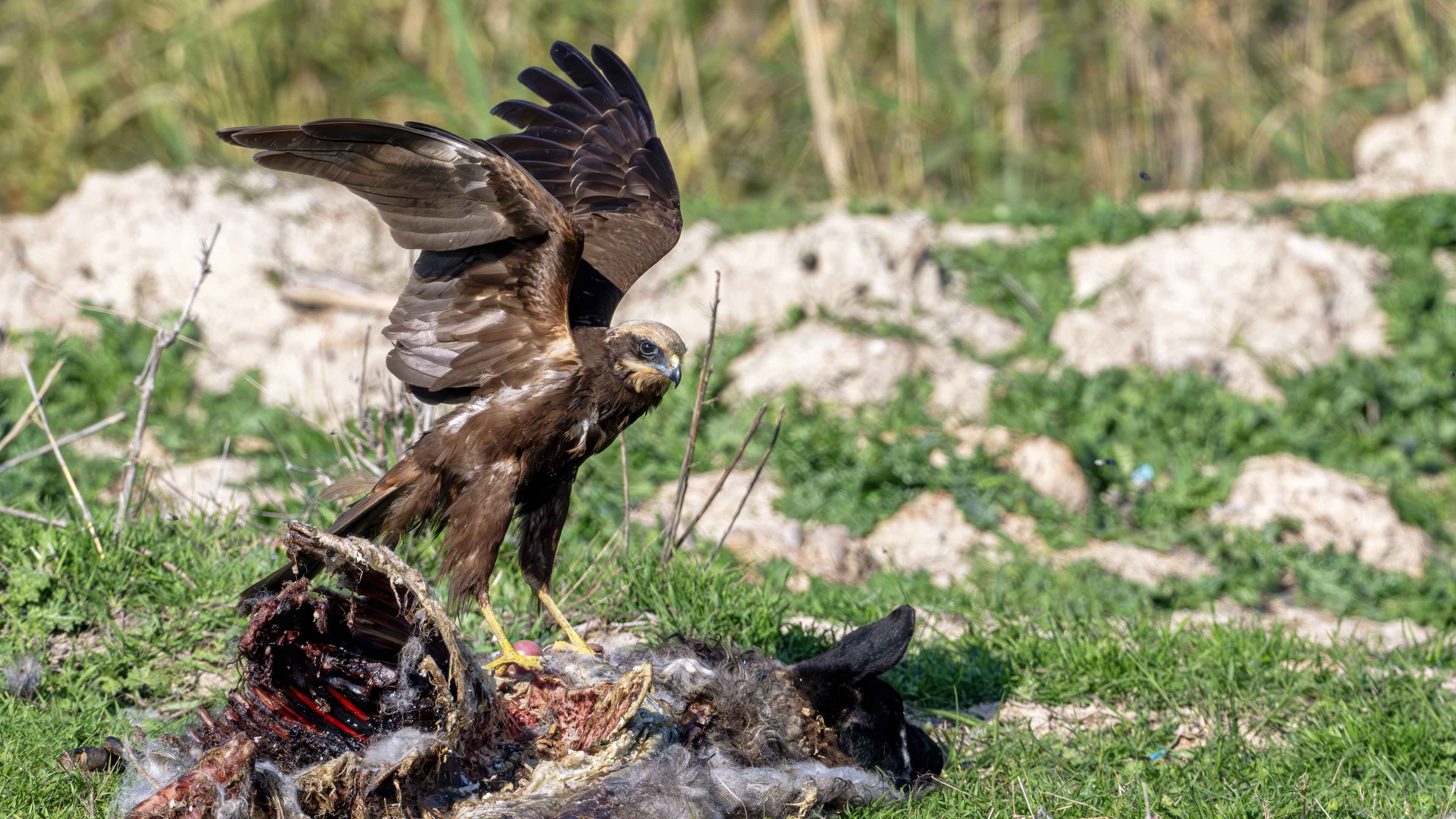 Eurasian Marsh-Harrier